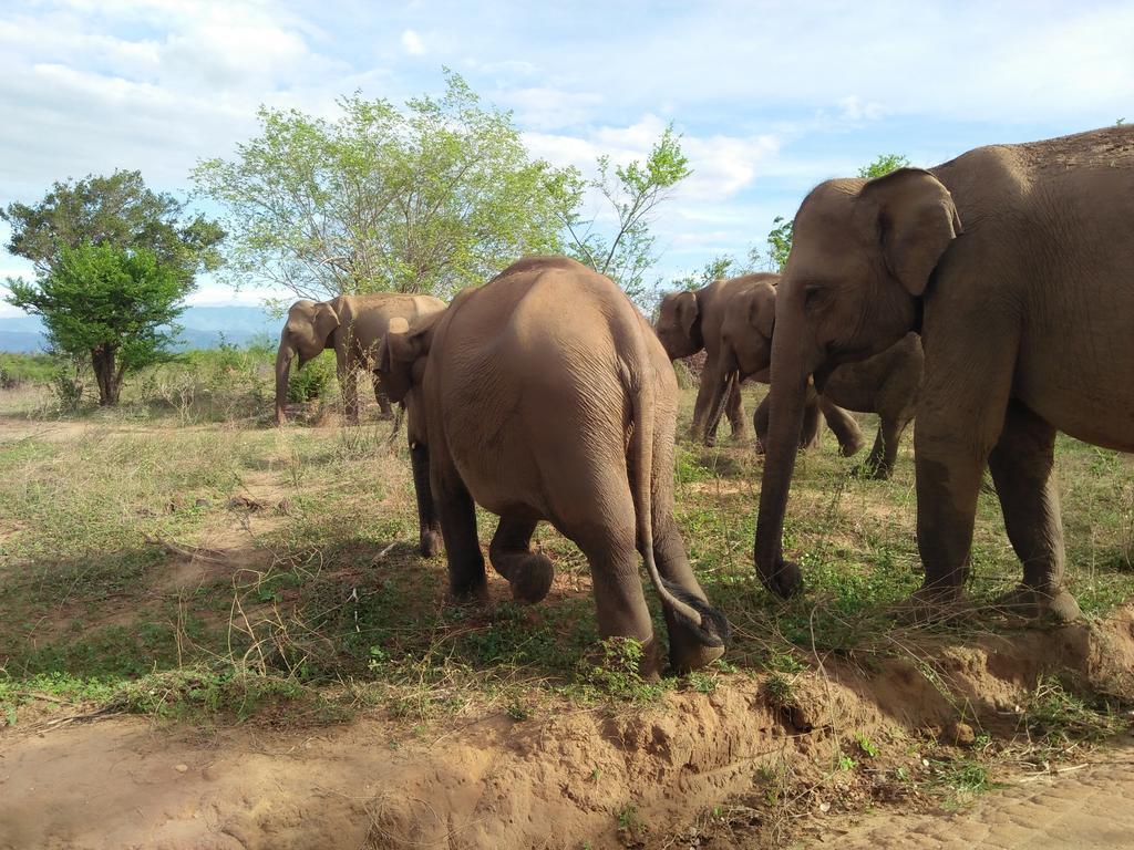 Brookline Safari Resort Udawalawe Kültér fotó