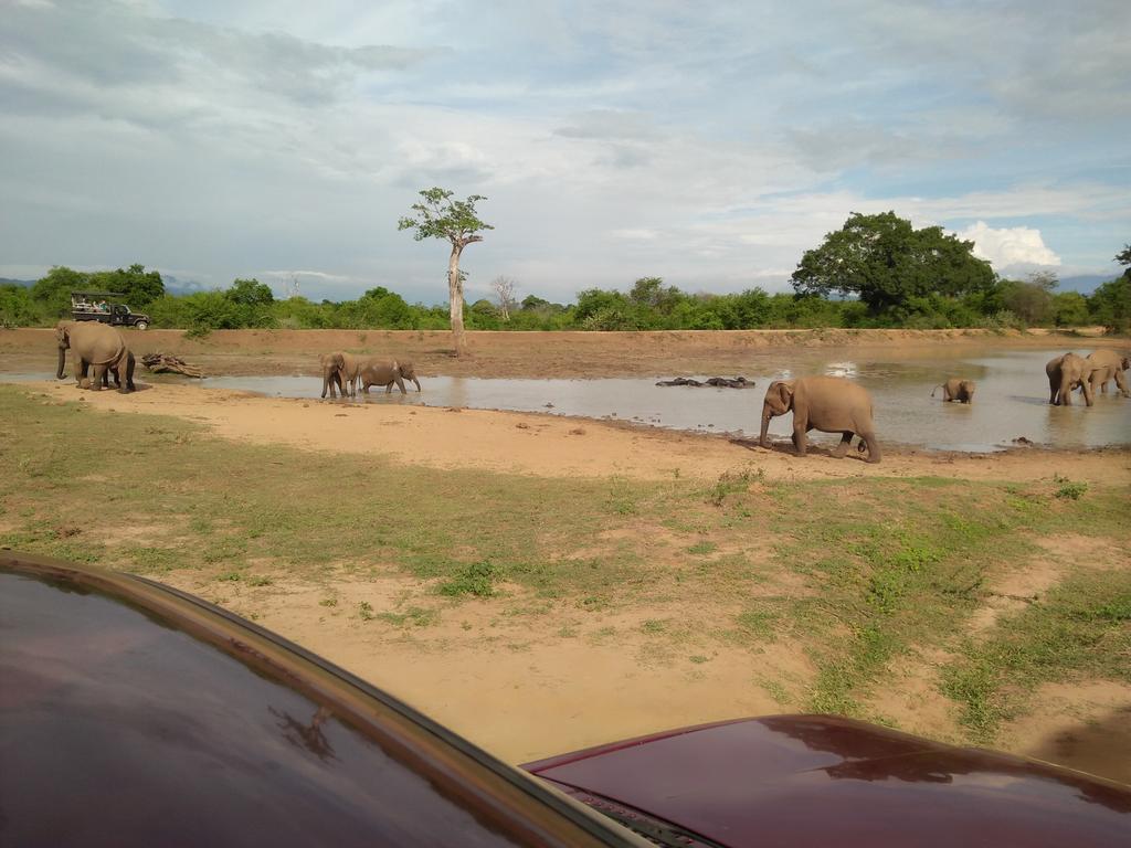 Brookline Safari Resort Udawalawe Kültér fotó