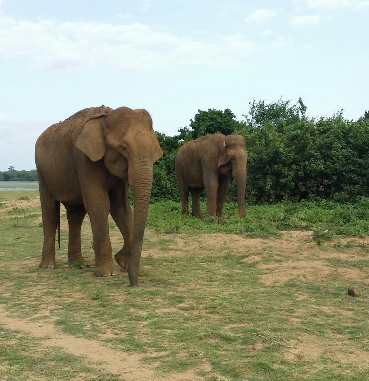 Brookline Safari Resort Udawalawe Kültér fotó