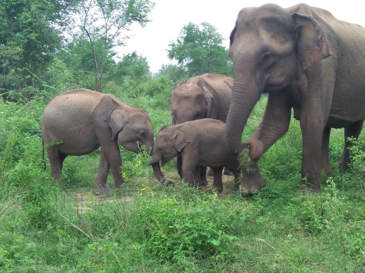 Brookline Safari Resort Udawalawe Kültér fotó